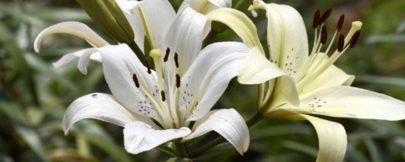 百合花的香味有没有毒，百合花的花香无毒