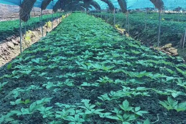西洋参的价格，本土西洋参一斤需要600元左右