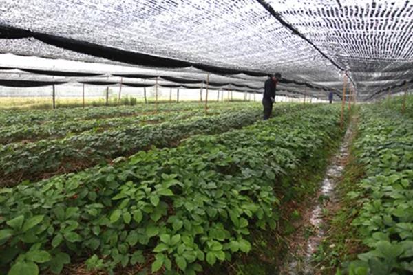 西洋参的价格，本土西洋参一斤需要600元左右