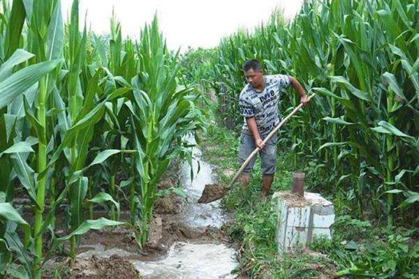 防治玉米不结棒的方法,视情况采取灌溉排水、培土施肥等措施