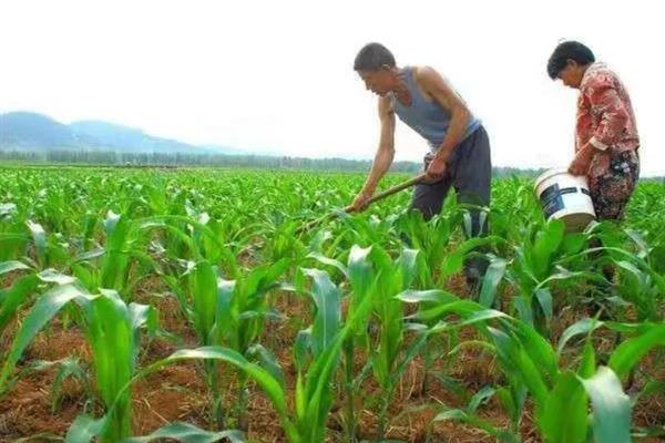 防治玉米不结棒的方法,视情况采取灌溉排水、培土施肥等措施
