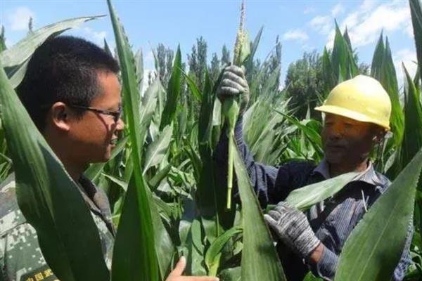 防治玉米不结棒的方法,视情况采取灌溉排水、培土施肥等措施