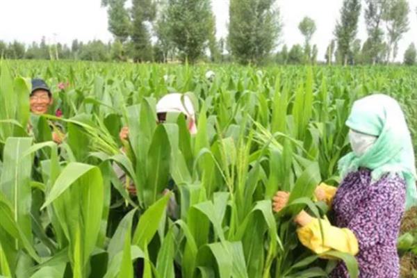 防治玉米不结棒的方法,视情况采取灌溉排水、培土施肥等措施