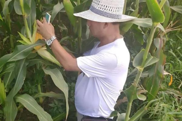 防治玉米不结棒的方法,视情况采取灌溉排水、培土施肥等措施