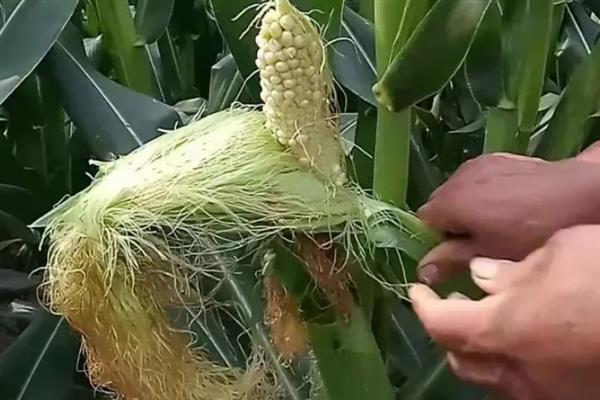 防治玉米不结棒的方法,视情况采取灌溉排水、培土施肥等措施