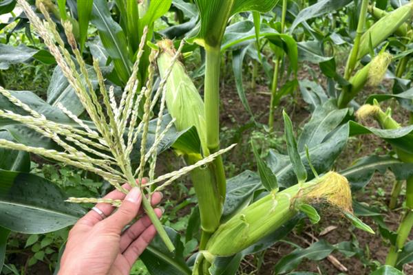 防治玉米不结棒的方法,视情况采取灌溉排水、培土施肥等措施