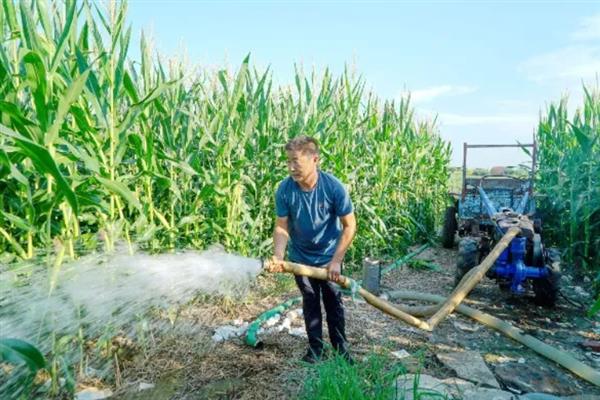 防治玉米不结棒的方法,视情况采取灌溉排水、培土施肥等措施