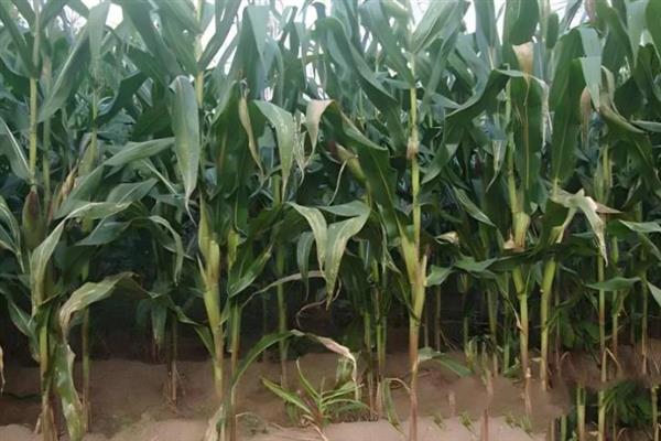 防治玉米不结棒的方法,视情况采取灌溉排水、培土施肥等措施