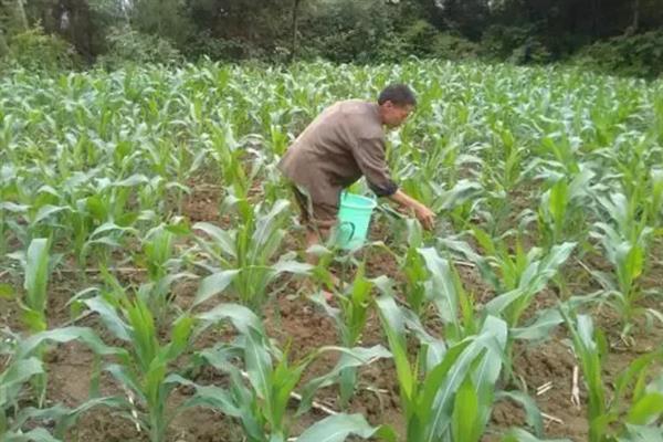 防治玉米不结棒的方法,视情况采取灌溉排水、培土施肥等措施