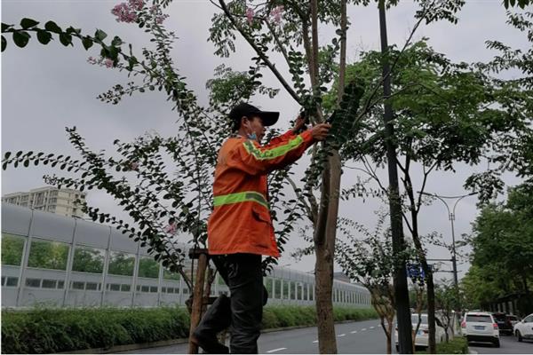 栾树的简介，属于落叶乔木或灌木