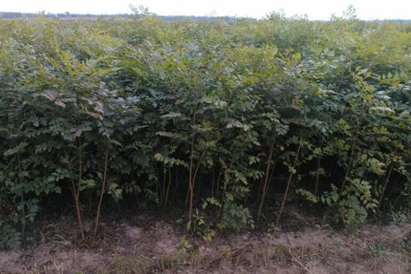 栾树的简介，属于落叶乔木或灌木