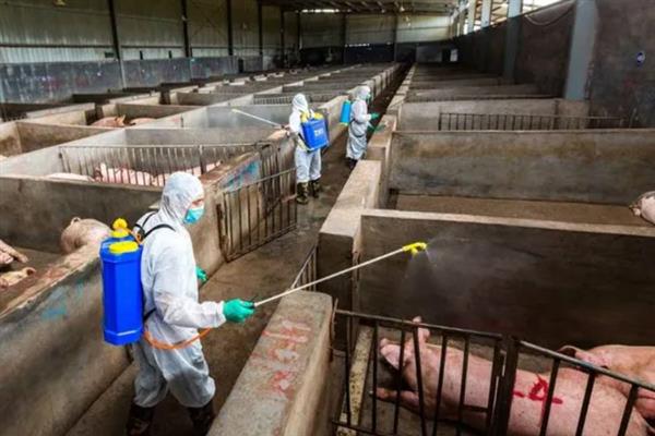猪配种多久能判断怀孕，配种21天后不发情便可确定
