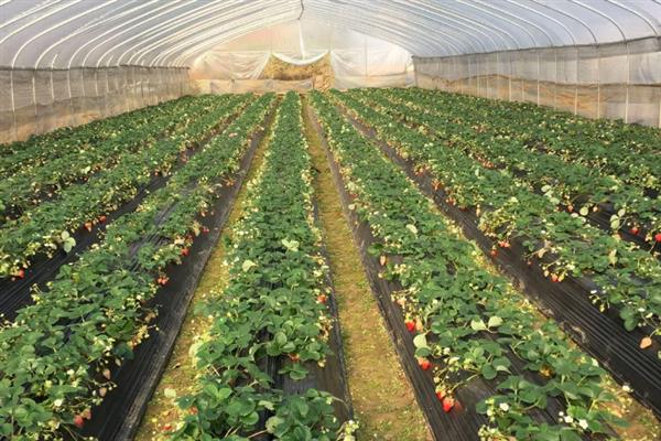 大棚草莓冬天怎么管理，加强温度、光照管理