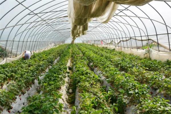 大棚草莓冬天怎么管理，加强温度、光照管理
