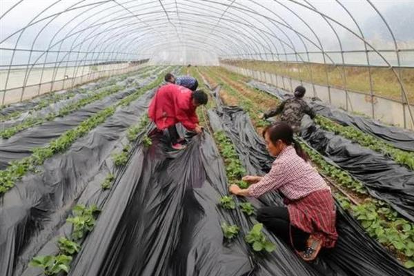 大棚草莓冬天怎么管理，加强温度、光照管理