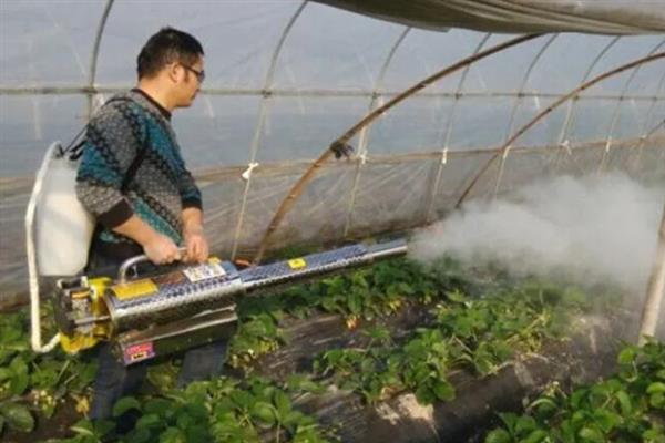 大棚草莓冬天怎么管理，加强温度、光照管理
