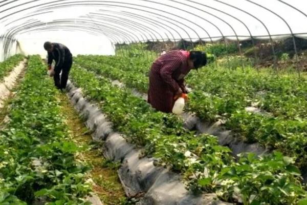 大棚草莓冬天怎么管理，加强温度、光照管理