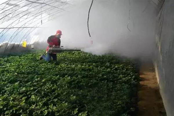 大棚草莓冬天怎么管理，加强温度、光照管理