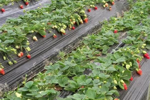 大棚草莓冬天怎么管理，加强温度、光照管理