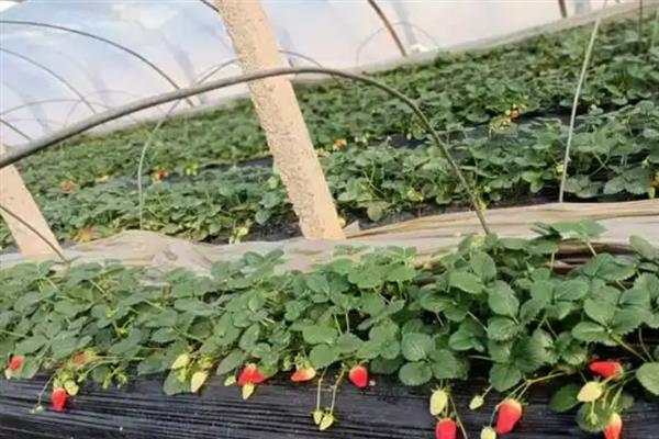 大棚草莓冬天怎么管理，加强温度、光照管理