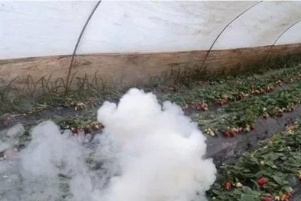 大棚草莓冬天怎么管理，加强温度、光照管理