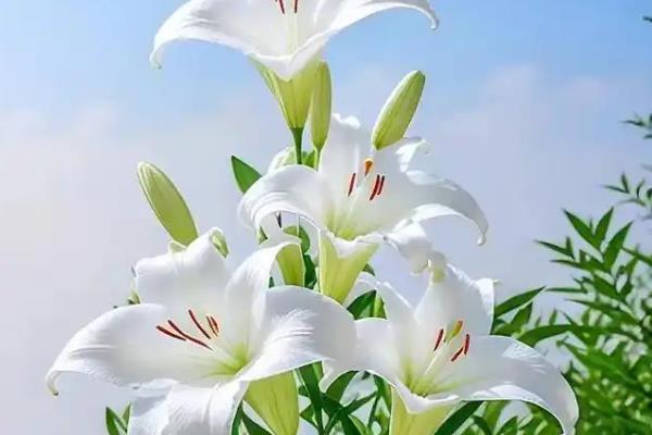 百合花的香味有没有毒，百合花的花香无毒