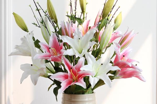 百合花的香味有没有毒，百合花的花香无毒