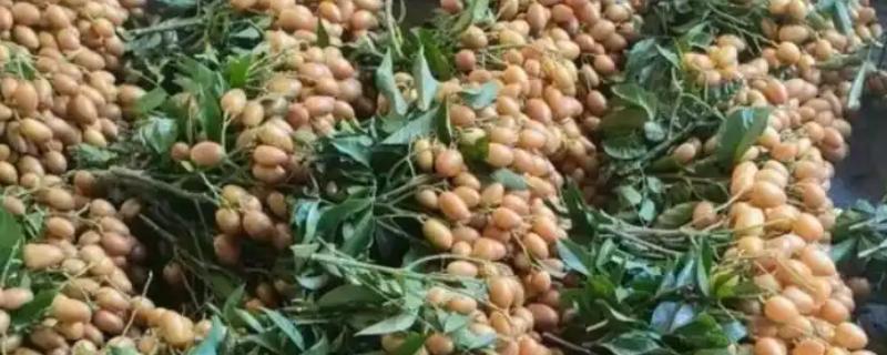 广西省东兴市的特产，东兴绿茶是上乘的送礼佳品