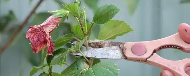 扶桑花什么时候剪枝，8-9月份时进行为佳