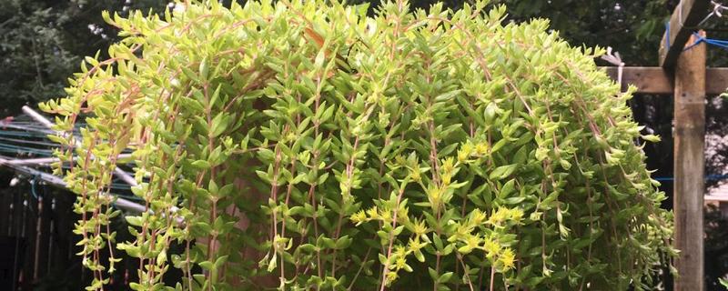 垂盆草的养殖方法，春秋季节每隔2-3天浇一次水