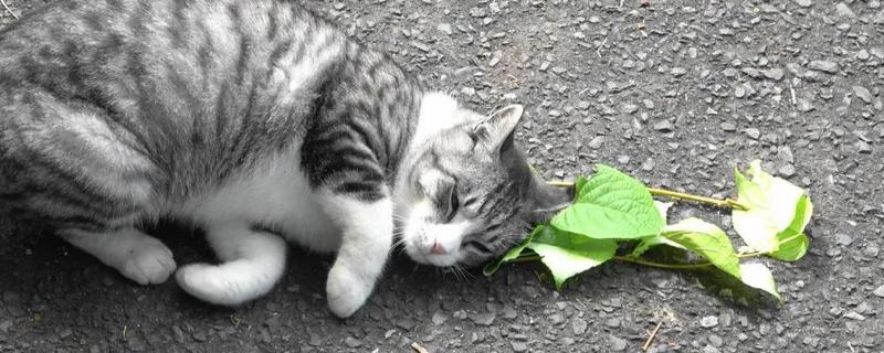猫咪长期使用猫薄荷有害吗，无害但不能一次性吸入过多