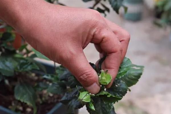 扶桑花什么时候剪枝,8-9月份时进行为佳