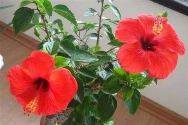 扶桑花什么时候剪枝,8-9月份时进行为佳