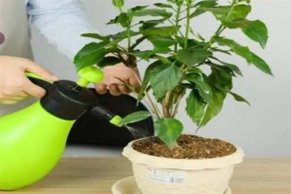 扶桑花什么时候剪枝,8-9月份时进行为佳