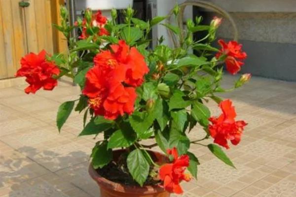 扶桑花什么时候剪枝,8-9月份时进行为佳