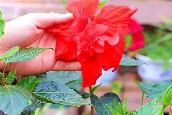 扶桑花什么时候剪枝,8-9月份时进行为佳