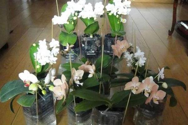 为什么蝴蝶兰用塑料杯养，能更方便的观察到植株的情况