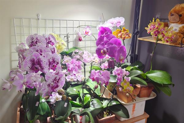 为什么蝴蝶兰用塑料杯养，能更方便的观察到植株的情况
