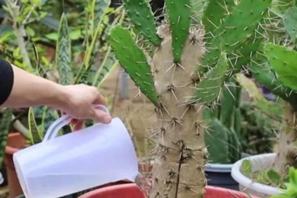 仙人掌的浇水方法，夏季每隔4天浇一次