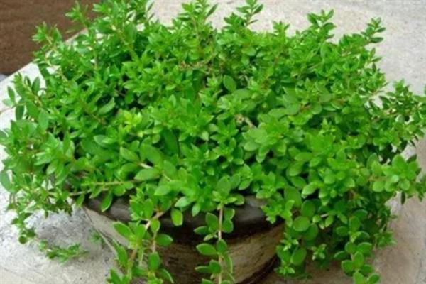 垂盆草的养殖方法，春秋季节每隔2-3天浇一次水
