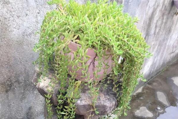 垂盆草的养殖方法，春秋季节每隔2-3天浇一次水