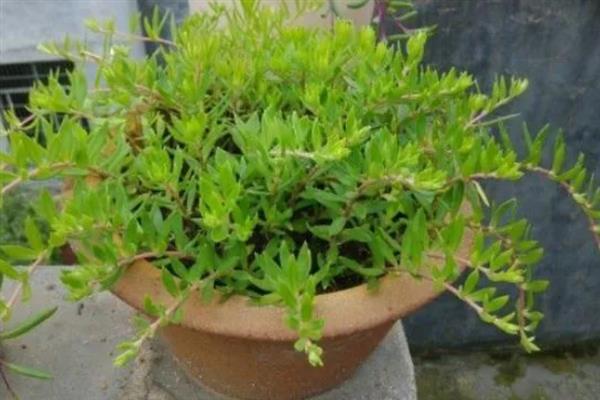 垂盆草的养殖方法，春秋季节每隔2-3天浇一次水