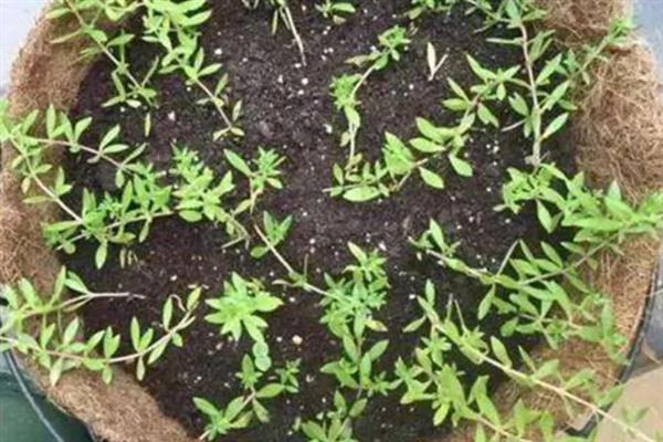 垂盆草的养殖方法，春秋季节每隔2-3天浇一次水