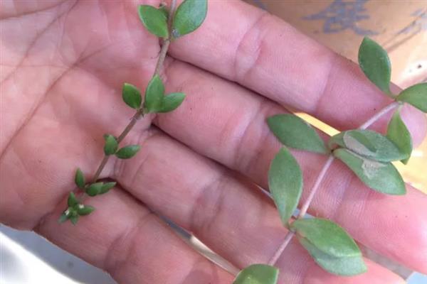 垂盆草的养殖方法，春秋季节每隔2-3天浇一次水