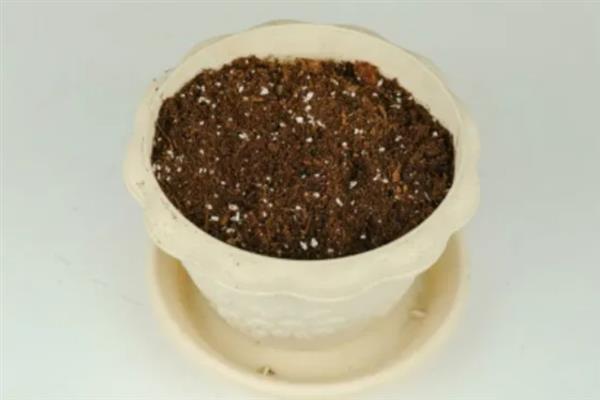 垂盆草的养殖方法，春秋季节每隔2-3天浇一次水