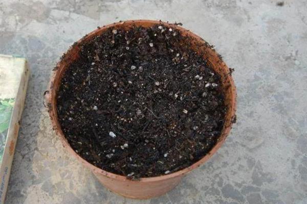 垂盆草的养殖方法，春秋季节每隔2-3天浇一次水
