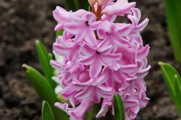 风信子的花语，寓意沉静的爱、幸福美满等