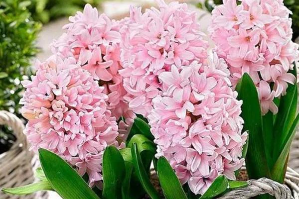 风信子的花语，寓意沉静的爱、幸福美满等
