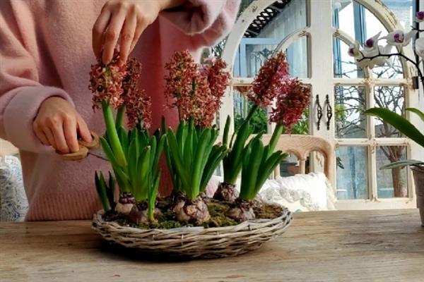 风信子的花语，寓意沉静的爱、幸福美满等