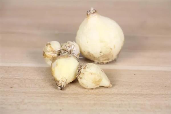 风信子的花语，寓意沉静的爱、幸福美满等